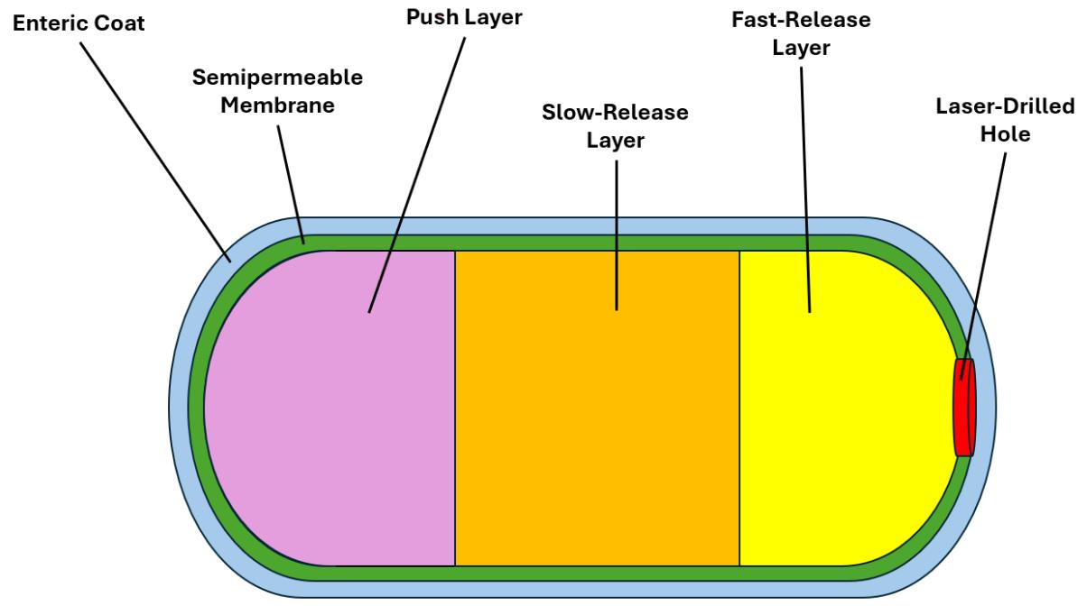 Example cross-section of the TransGlutex OROS tablet